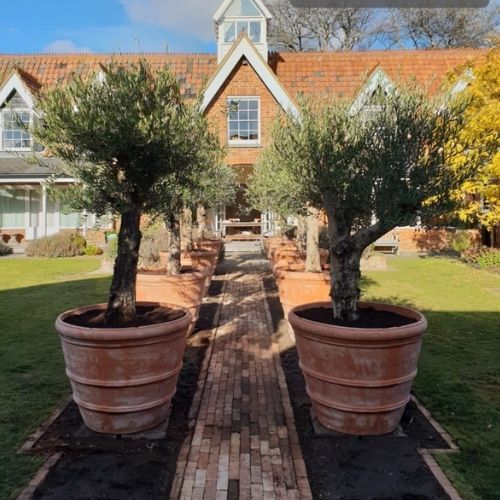 terracotta planter