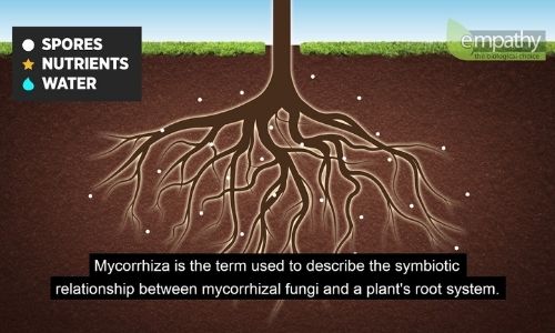 mycorrhizal fungi