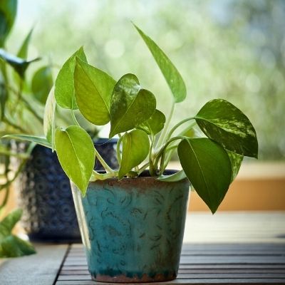 indoor plants