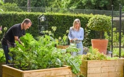 raised garden beds