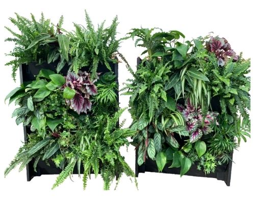 vertical garden living wall