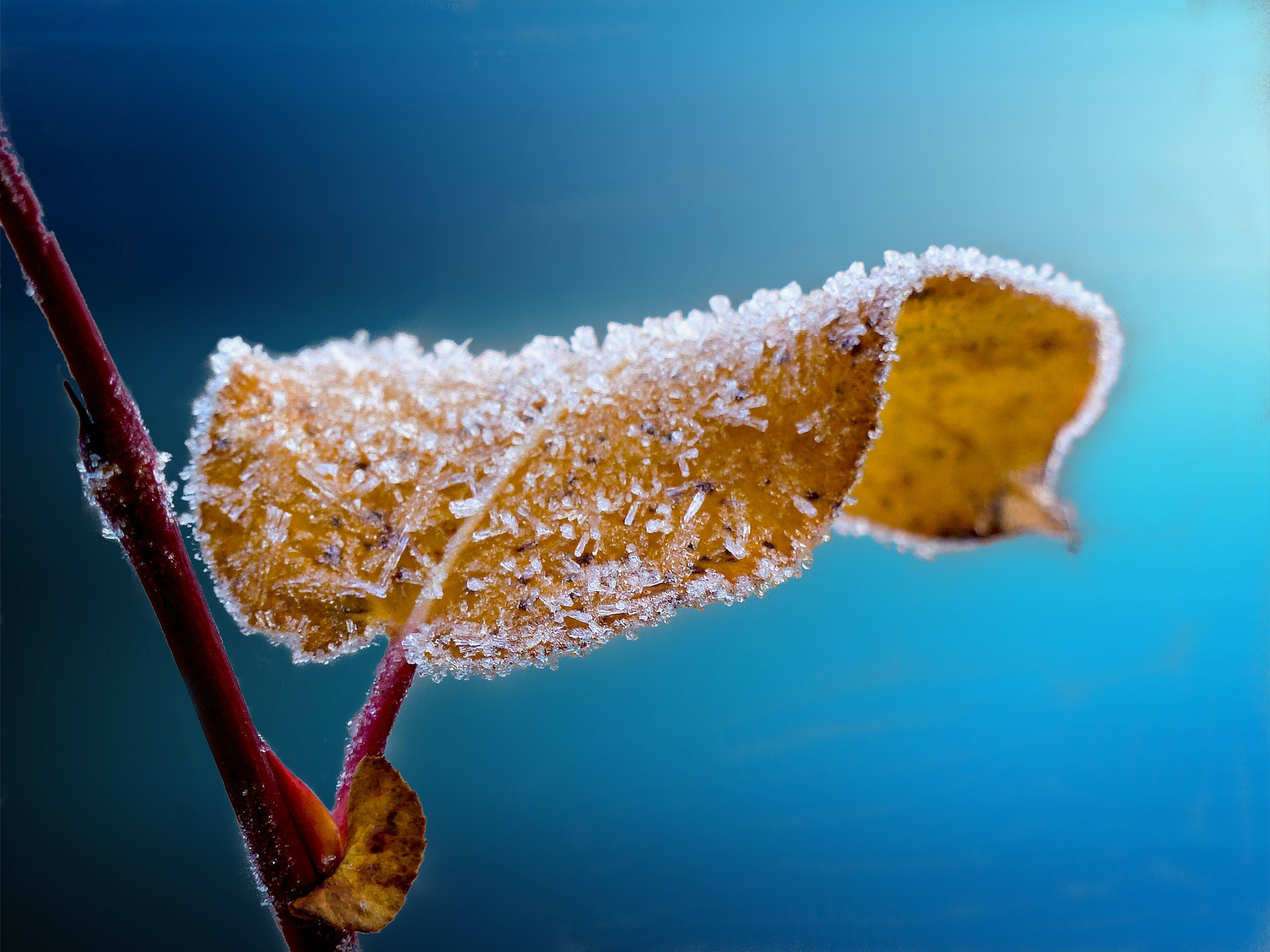 frost damage plants