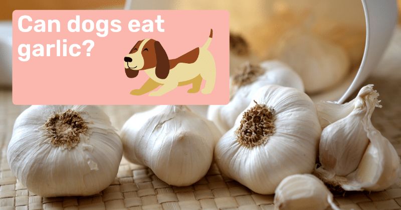 garlic for dogs