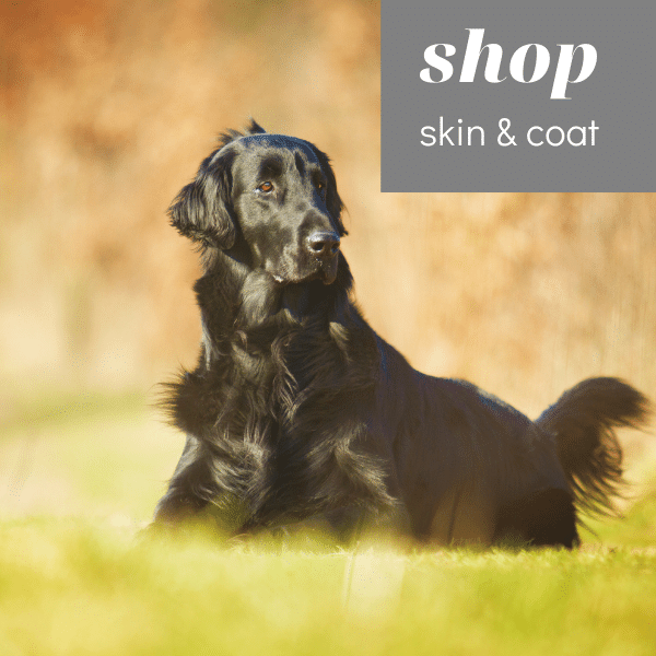 herbal supplements for dogs