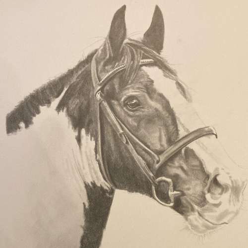 The Horse Artist - Horse Portraits