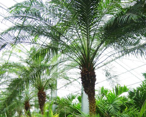 Phoenix palms