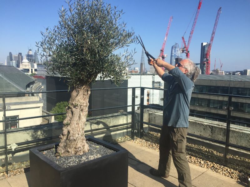 olive tree planting guide