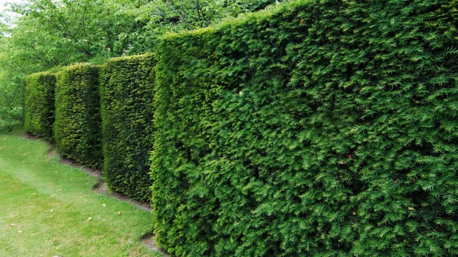 yew hedge