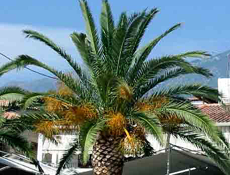 Hardy Palms