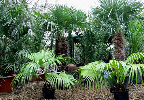 Hardy Palms