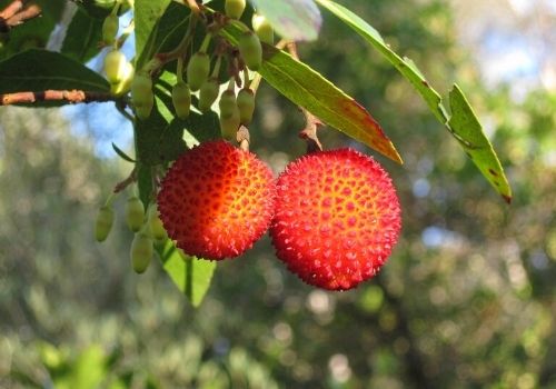 Arbutus unedo (The Strawberry Tree)