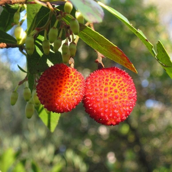 Arbutus unedo The Strawberry Tree