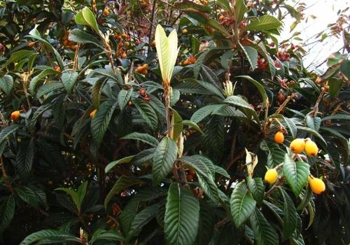 Eriobotrya japonica Loquat tree