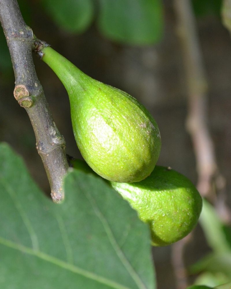 Ficus carica Fig Tree