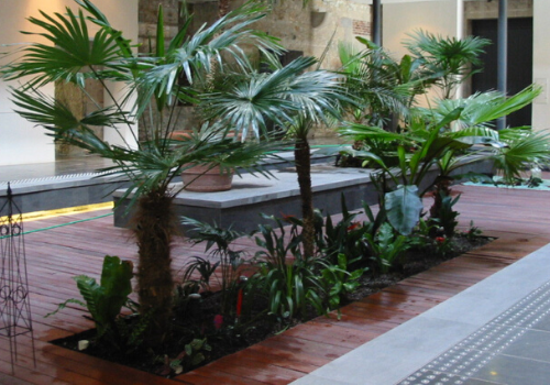 Tropical plants