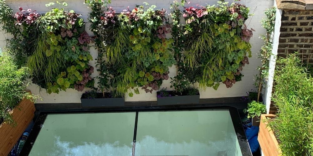 Plants for living walls