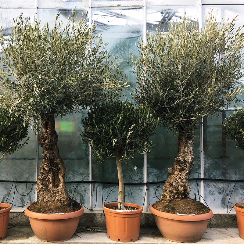 Olive tree planting guide