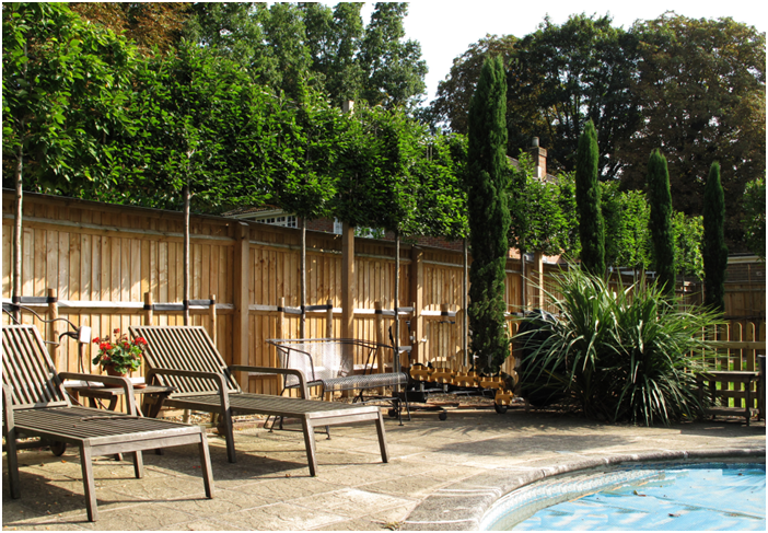 pleached trees privacy