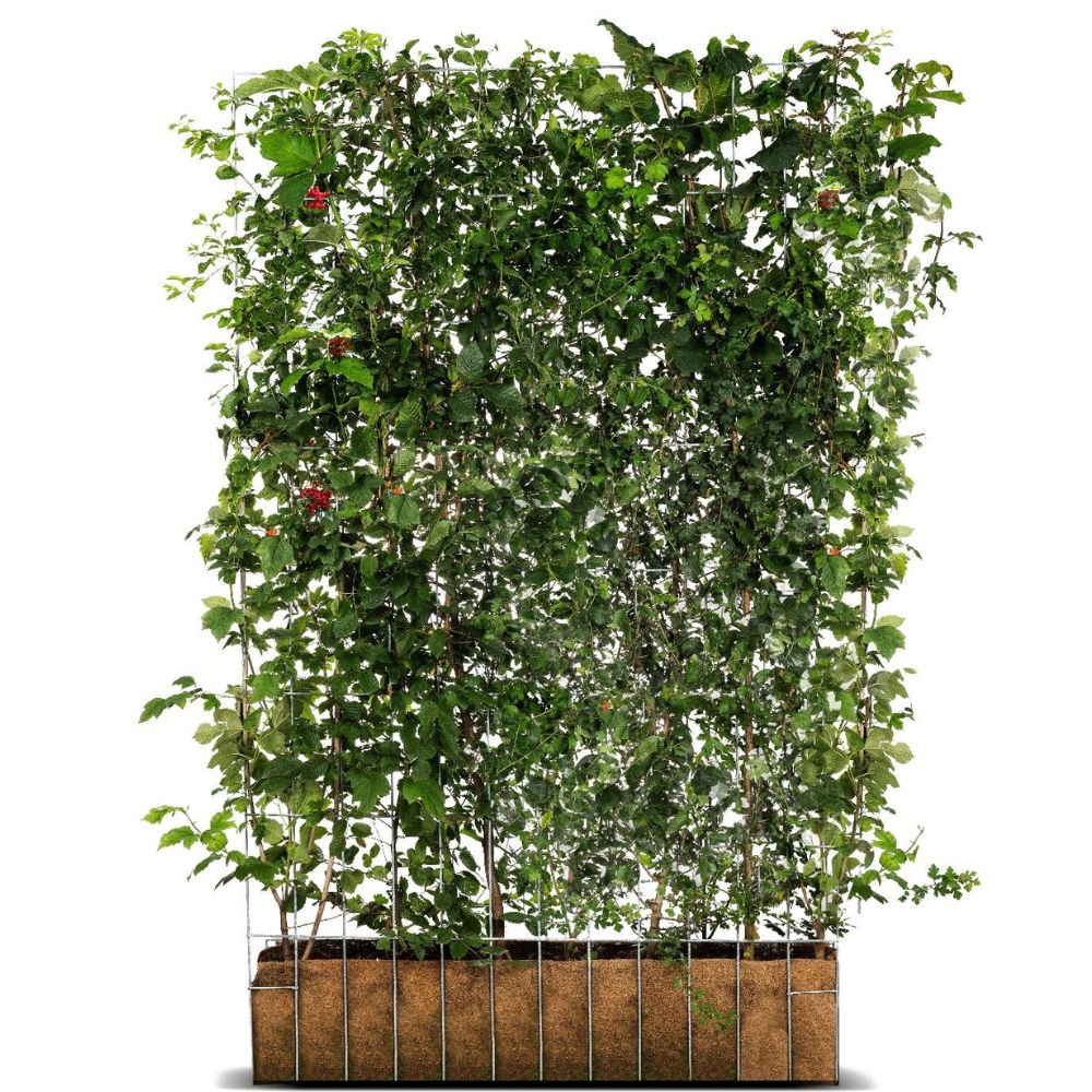 natural privacy screening