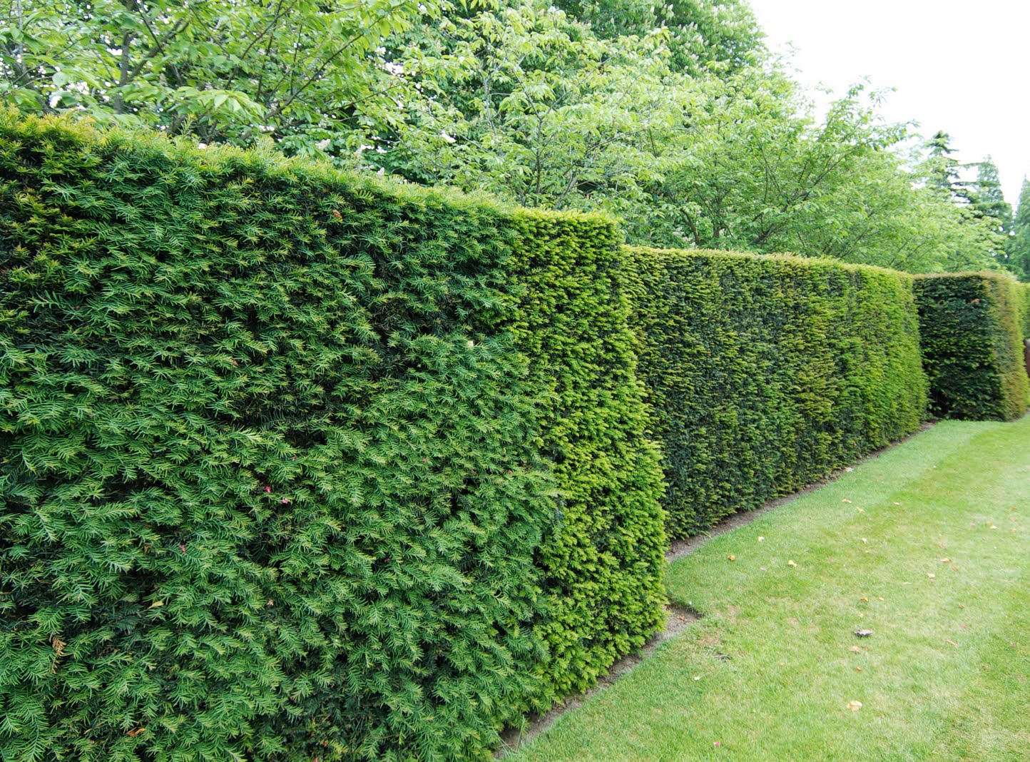 yew hedge