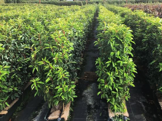 Instant Hedging