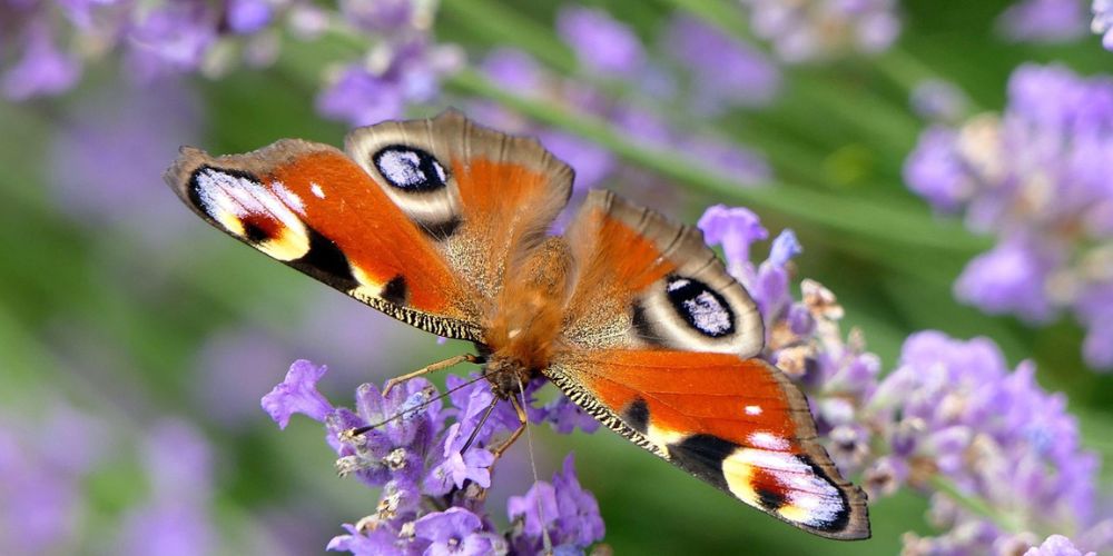 biodiversity net gain