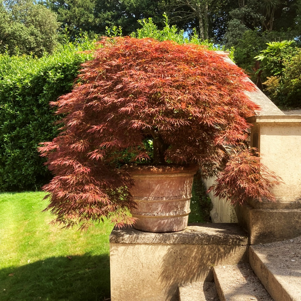 large tree planter